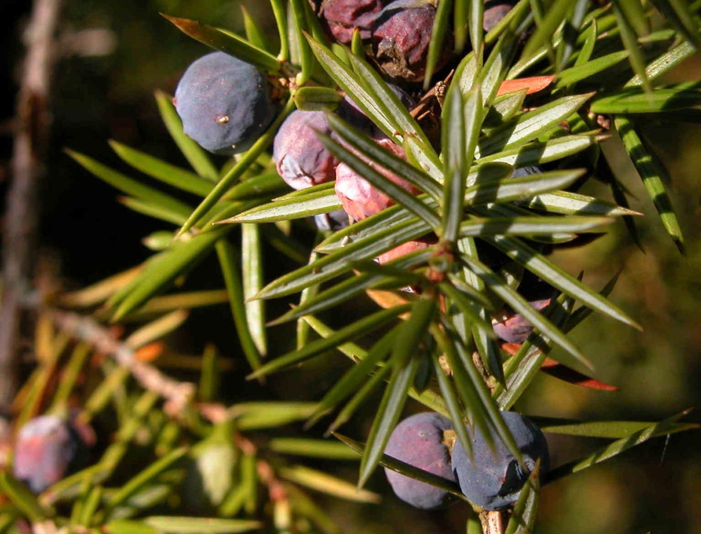 Juniper, Common fruit